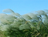 拔根芦柴花-Pull up a Reed Catkin