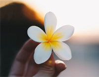 幸福花儿开-The Blooming Flower of Happiness